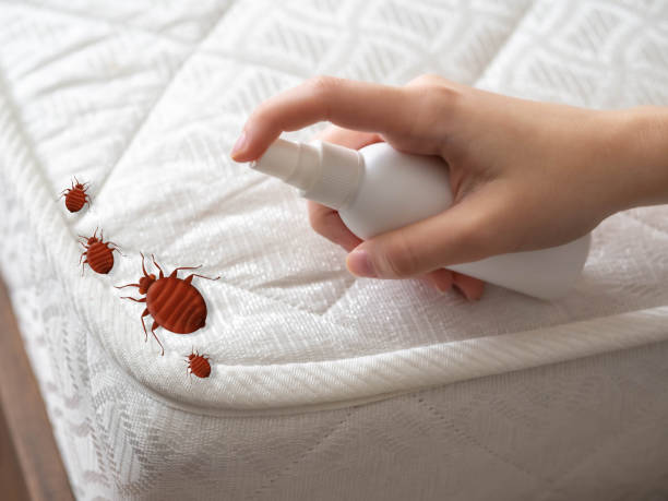 Trusted Mitchellville, MD Pest Control Experts