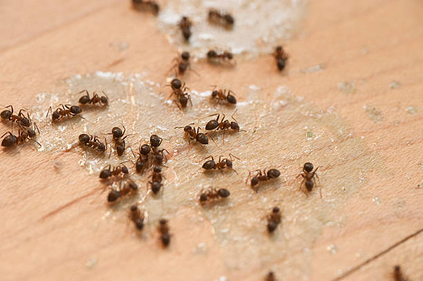 Wildlife Control Services in Mitchellville, MD