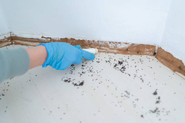Best Affordable Pest Control Services  in Mitchellville, MD